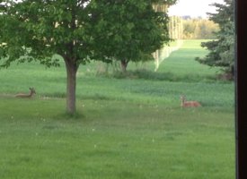 deer 5-21-15