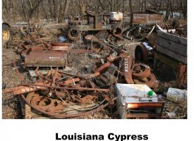 louisiana-cypress-no.-2-various-pallets-of-parts-available-Copy.jpg