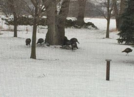 turkeys 1-7-16