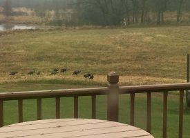 turkeys 11-23-16