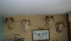 The Grand Slam Sheep Collection Online Only Auction