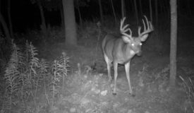 Outstanding Hunting Parcel and proven producer of trophy class whitetails, located in southern Marinette County Wisconsin