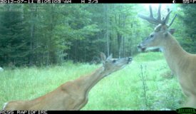 Outstanding Hunting Parcel and proven producer of trophy class whitetails, located in southern Marinette County Wisconsin