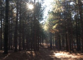 IMG_1275