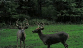 Quality Hunting Parcel in Portage County WI