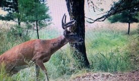 Hunting Land in Marathon County with Proven Results
