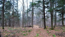Building and Hunting Wooded 38 Acre parcel in Marathon County, WI