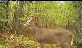 Eastern Marathon County Hunting/Building Property