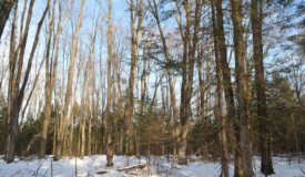 Dynamic Hunting Parcel Located in Shawano County WI