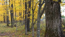 Exceptional building and hunting parcel Marathon County WI