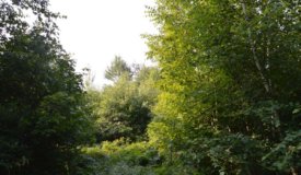 80 Acres of Wood County Hunting Land