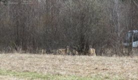 Price County WI Hunting land for Sale