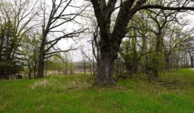 34 AC Dalton Wisconsin Live Land Auction 6/15/19 1PM