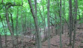 Amazing Deer Hunting Property Buffalo County, WI