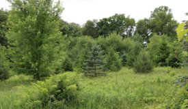 Hunting and Building your Dream Home in Dodge County