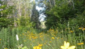 Eastern Marathon County Hunting/Buildable Property