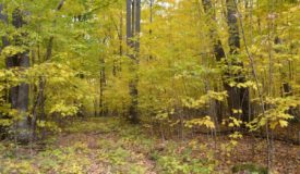 60 Acre Parcel Buildable in Marathon County WI