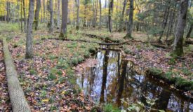Hunting/Timberland Parcel Located in Marathon County