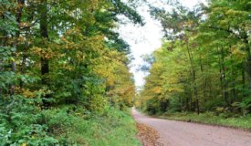 120 Acre Marathon County WI Land Auction Online Only