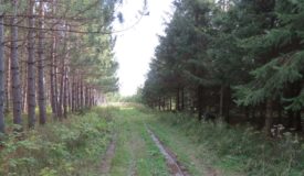 Lincoln County WI Hunting Land with Creek Frontage