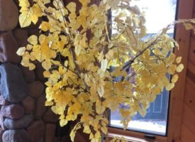 Photo Dec 03, 10 46 09 AM