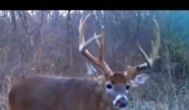40 Acres Near Elderon,WI