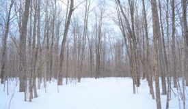 Langlade County WI Hunting Parcel