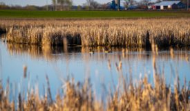 Waterfowl & Whitetail Hunting Land For Sale WI