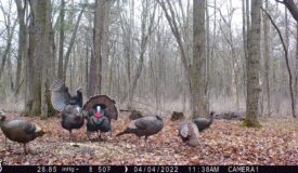 Diverse 131.26 Surveyed Acres Abundant w/ Wildlife Monroe County WI