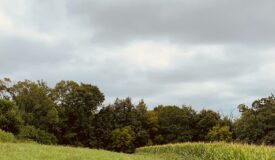 Build your Dream Home on this 12+/- acre Lot