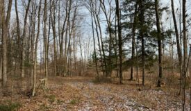 Marathon County 40 Acres Buildable, Hunting & Timberland