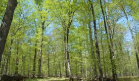 Quality wooded/hunting/building parcel Shawano County