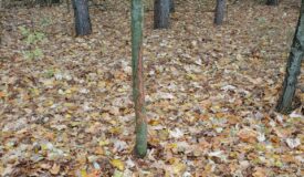 Buildable Hunting and Crop Land Isabella County MI