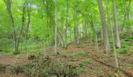 20 Acre Remote Destination Near Norwalk, Wisconsin