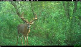 Trophy Whitetail Hunting Land for Sale in Richland County, Wisconsin
