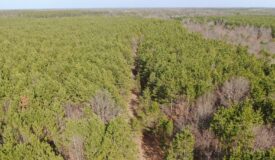 Juneau County 76 +/- Acre Parcel