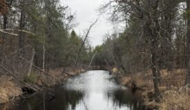 103± acre timber tract in Juneau County’s Town of Necedah