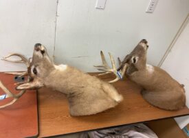 Photo May 30 2025, 12 21 14 PM