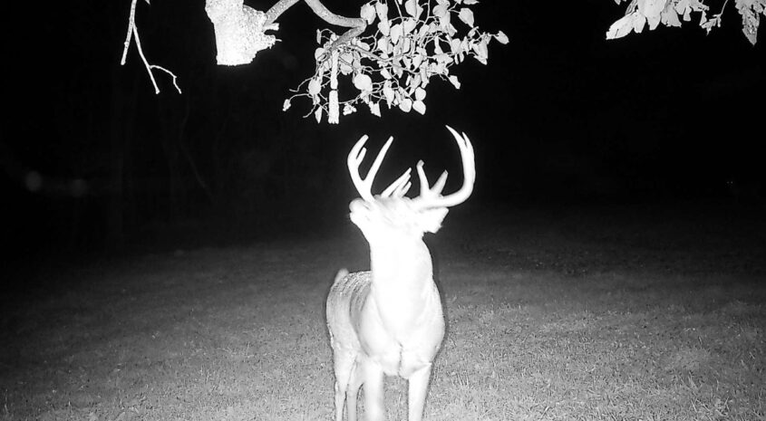 Falk 58 Deer Pics-1