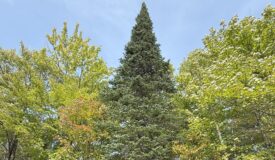 Up North Wooded Getaway on 6 Acres!