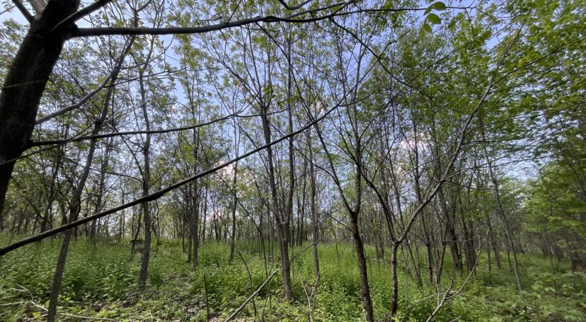 Photo May 12 2024, 3 01 59 PM