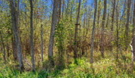 Buffalo County Riverfront Hunting Land for Sale