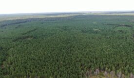 40-acre timber tract in Adams County
