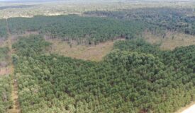 80-acre timber tract in Adams County