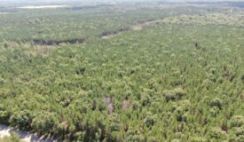 40-acre timbered tract in the Town of Big Flats