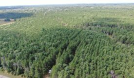 80-acre timber tract in the Town of Big Flats