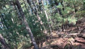 1/2 Acre Wooded Lot on Beautiful Northern Bay Golf Course