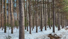 Wooded building sites in Marquette County WI